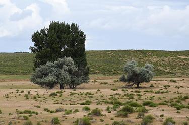 新華全媒+丨黃河&ldquo;幾字彎&rdquo;治沙人物群像