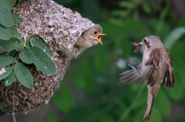 河北豐南：&ldquo;鳥類建筑師&rdquo;沿海濕地育雛