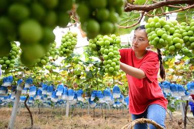 &ldquo;95后&rdquo;海歸碩士變身田園&ldquo;創客&rdquo;