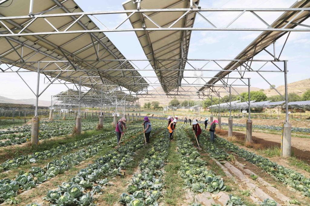 甘肅通渭：&ldquo;光伏+農業(yè)&rdquo;助力鄉(xiāng)村振興