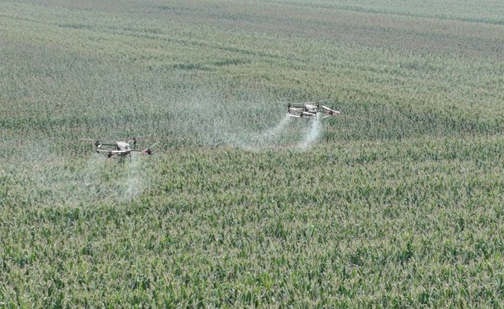 山東樂陵： &ldquo;一防雙減&rdquo;統防統治 助力秋糧穩產豐收