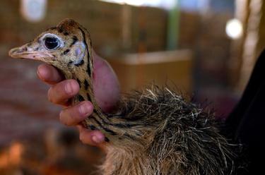 &ldquo;00后&rdquo;鴕鳥司令的小康之路