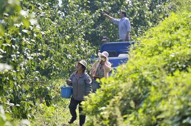 河北玉田：荒山綜合開發助力鄉村振興