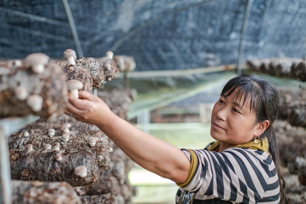 山區(qū)小香菇 &ldquo;長&rdquo;成出口名產(chǎn)品