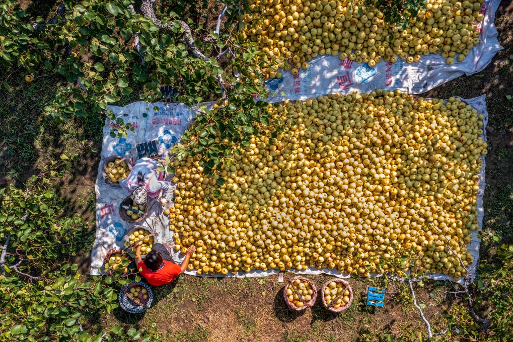 &ldquo;飛閱&rdquo;秋收&ldquo;好豐景&rdquo; | 萬畝梨園&ldquo;品秋&rdquo;