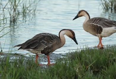 河北北戴河：生態&ldquo;筑巢&rdquo;鳥兒舞翩躚
