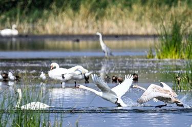 新時代中國調研行&middot;黃河篇丨疣鼻天鵝在烏梁素海帶娃