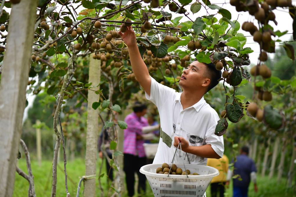 種獼猴桃的&ldquo;95后&rdquo;新農人