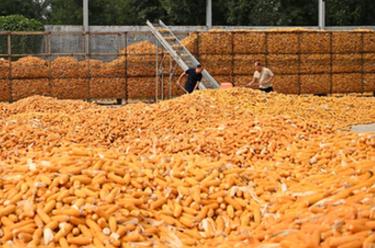 河北隆堯：秋收時節好&ldquo;豐&rdquo;景