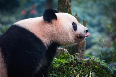 大熊貓&ldquo;香香&rdquo;與公眾見面