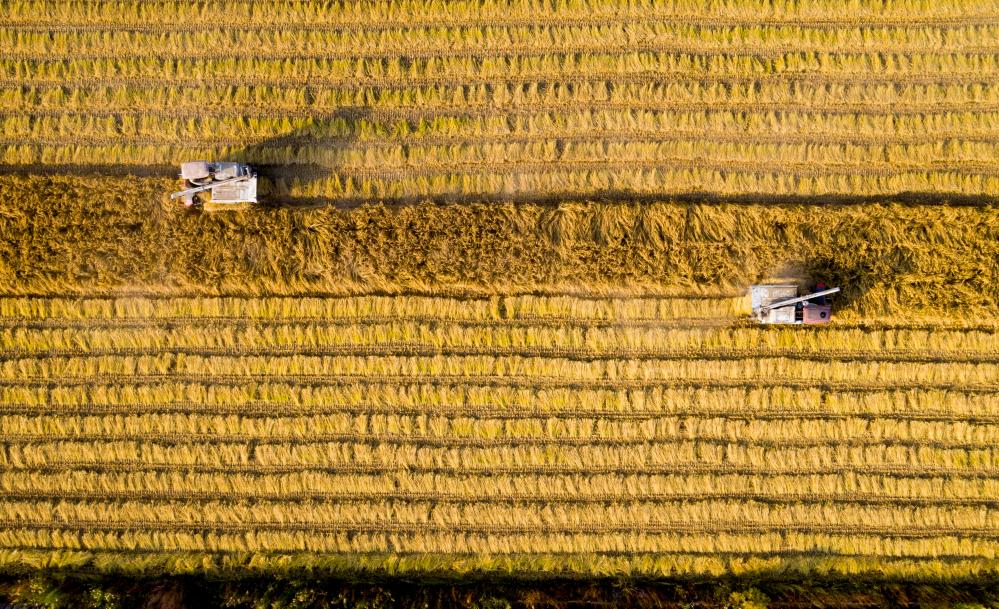 &ldquo;塞上江南&rdquo;聞稻香