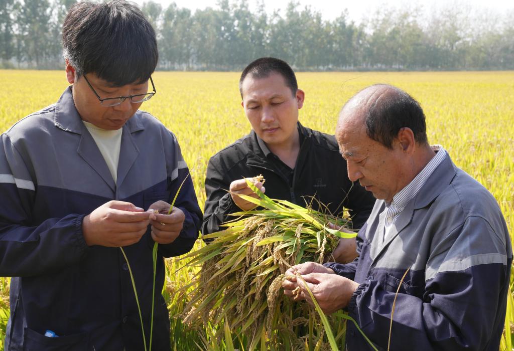 河北唐山：&ldquo;土壤重構(gòu)&rdquo;造糧川