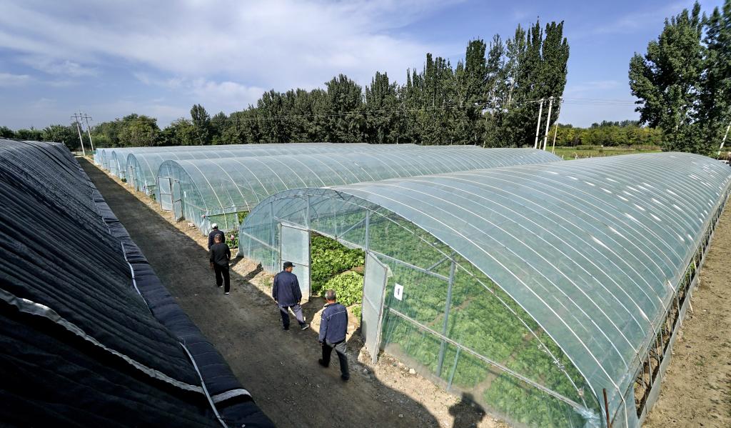 鄉(xiāng)村行&middot;看振興丨攜手走上致富路