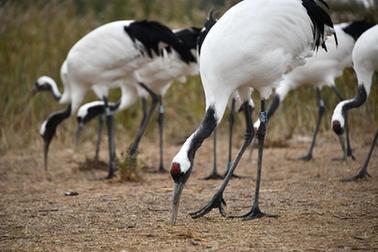 新華全媒+丨新時代中國調研行&middot;黃河篇丨走進黃河三角洲濕地