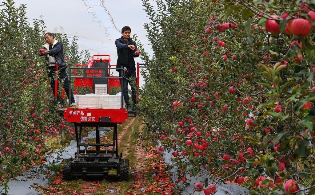 陜西白水：紅蘋果映紅黃土地