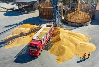 內(nèi)蒙古通遼：&ldquo;糧食銀行&rdquo;收糧忙