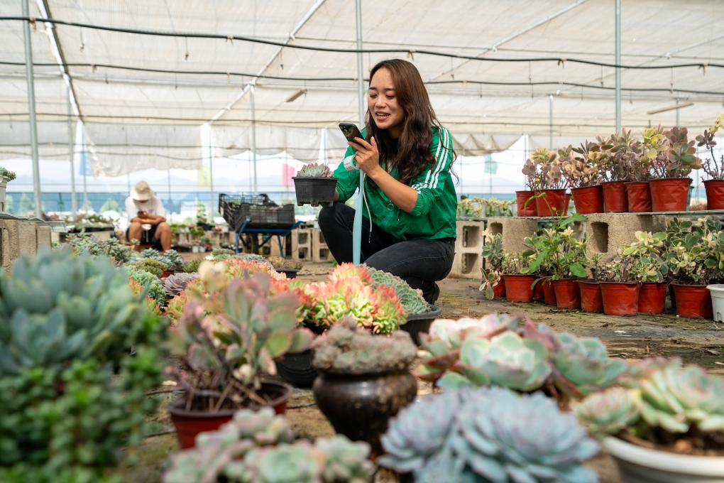 鄉村行&middot;看振興丨云南晉寧：&ldquo;鄉村星主播&rdquo;開拓多肉植物市場