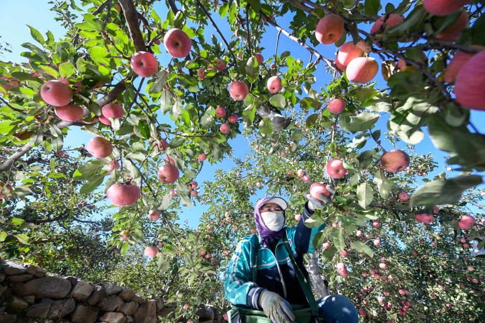&ldquo;國光蘋果之鄉&rdquo;金秋收獲忙