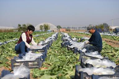 鄉村行&middot;看振興丨河北辛集：產業興旺繪就鄉村振興新圖景