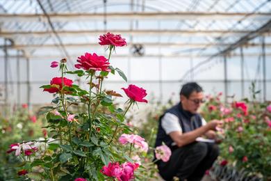四季中國丨&ldquo;來自星星的玫瑰&rdquo;開花了