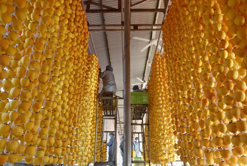 滿園豐收果 鄉(xiāng)村&ldquo;柿業(yè)&rdquo;旺