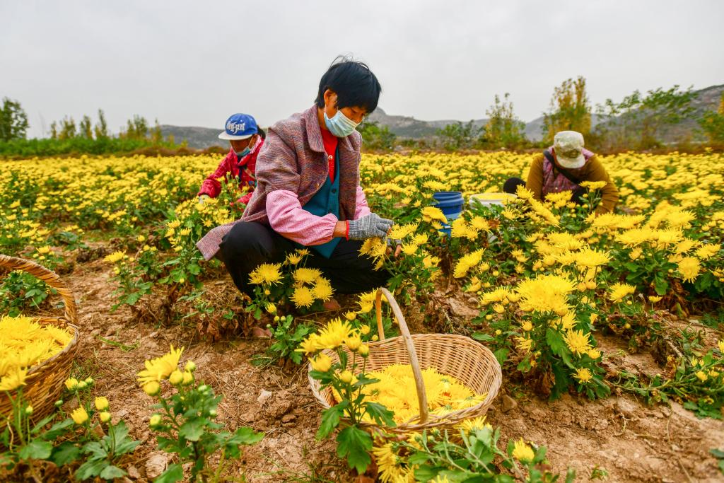 山東濟(jì)南：荒山里育出&ldquo;百草園&rdquo;