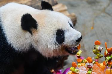 海口：慶祝&ldquo;熊貓兄弟&rdquo;登島五周年