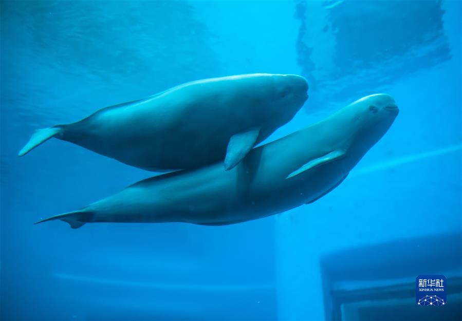 (新華全媒頭條·圖文互動)(2)生態(tài)美、產業(yè)興、文化昌——長江經濟帶生態(tài)優(yōu)先、綠色發(fā)展見聞