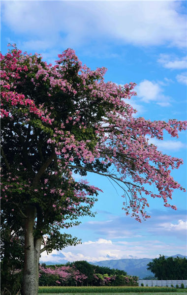 到瑞丽，全方位体验“有一种叫云南的生活”