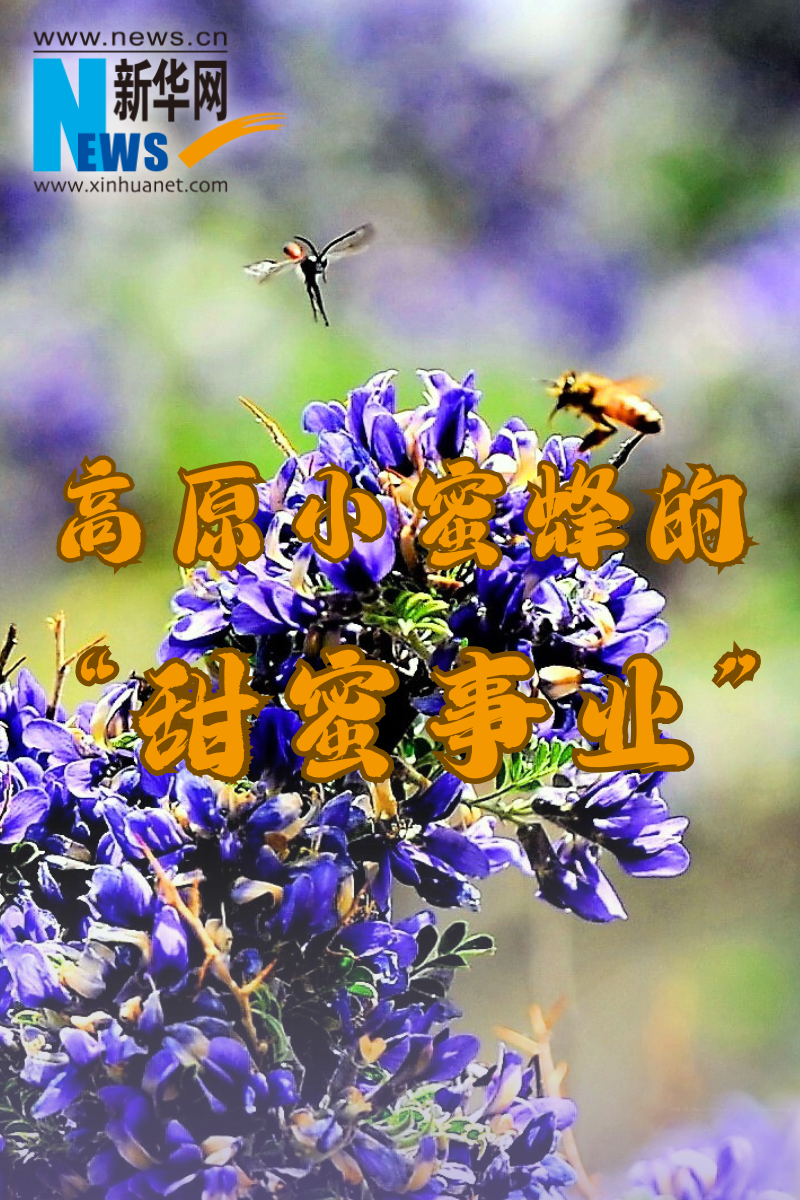 高原小蜜蜂的“甜蜜事业”
