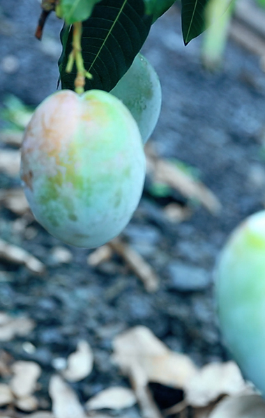 丽江华坪：从“煤城”到“芒乡”的绿色蝶变