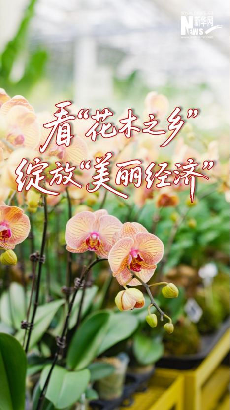 看“花木之乡”绽放“美丽经济”