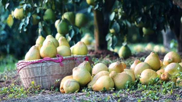 時(shí)政鏡距離丨一顆柚子里的農(nóng)業(yè)現(xiàn)代化