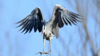 10年，18萬公里路，50萬張照片 &ldquo;追鳥人&rdquo;用鏡頭定格人鳥和諧