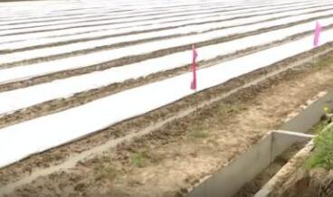 農資儲備充足 機械化省人力&mdash;&mdash;疫情下的春耕觀察