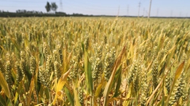 苗情好于預期 豐收有底氣&mdash;&mdash;山東黃河下游種糧大戶走訪記