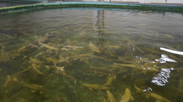 &ldquo;湟魚寶寶&rdquo;成長記