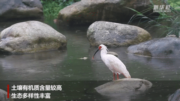 陜西洋縣：&ldquo;朱鹮之鄉(xiāng)&rdquo;再迎豐年