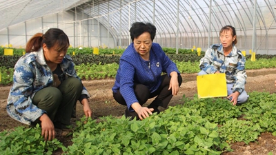 王銀香:農民的事,就是我的事