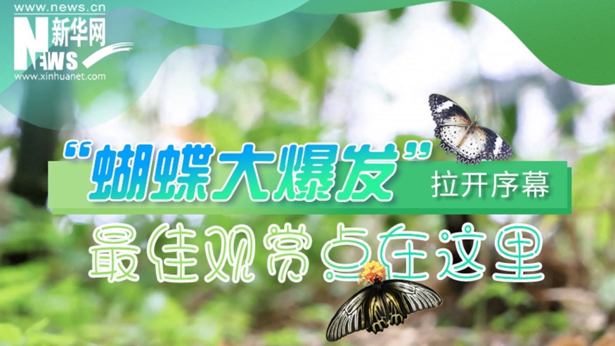 &ldquo;蝴蝶大爆發&rdquo;拉開序幕 最佳觀賞點在這里