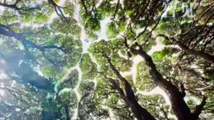 樹木為何會(huì)相互“禮讓”？