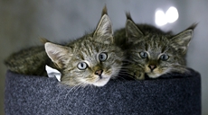 新華全媒+丨生態向好，&ldquo;高原喵星人&rdquo;萌態歸來