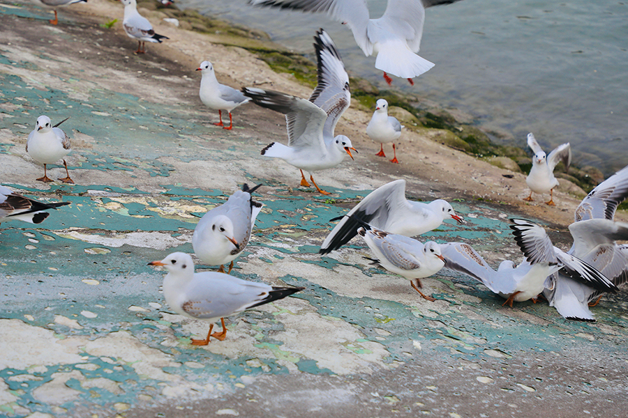 初冬時(shí)節(jié) 重慶再遇紅嘴鷗