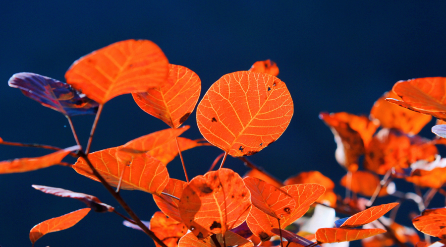 又到楓葉火紅時(shí) 巫峽漫山披彩霞