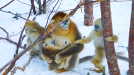 “喊一嗓子,它們就會拖家帶口地出來”