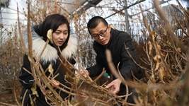 虎年春節(jié),《山海情》出續(xù)集了?