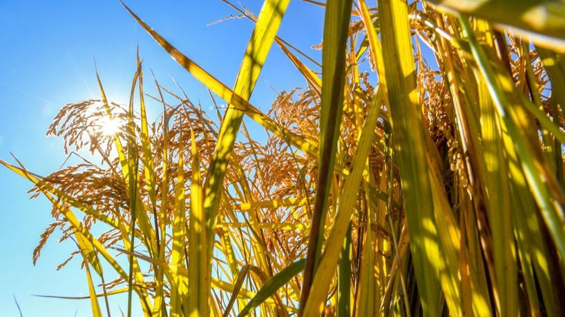 新華社評論員：抓好糧食安全這個&ldquo;國之大者&rdquo;