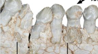 恐龍如何換牙?古生物學者揭秘古老角龍換牙方式