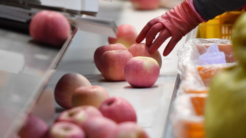 延安蘋果產(chǎn)業(yè)發(fā)展觀察:小蘋果,讓老鄉(xiāng)們生活越來越紅火