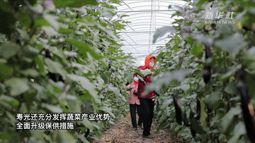 &ldquo;中國蔬菜之鄉&rdquo;壽光蔬菜產銷一線見聞